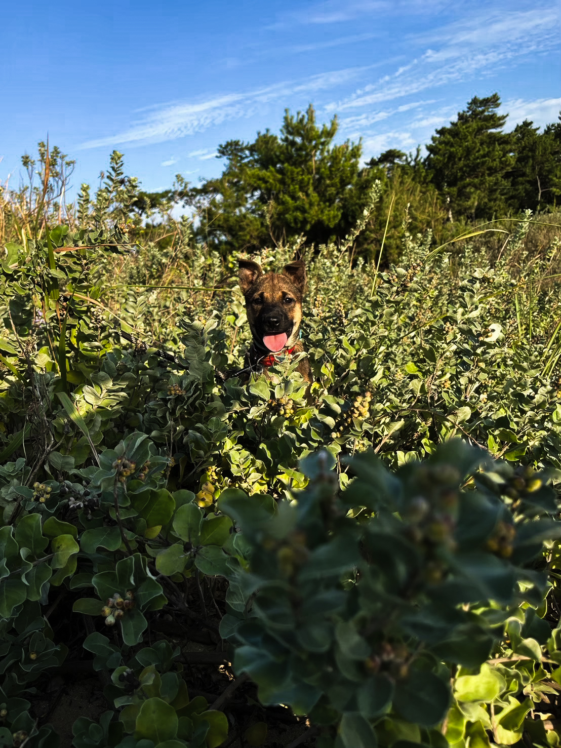 ジビエ専門食肉処理業の様子