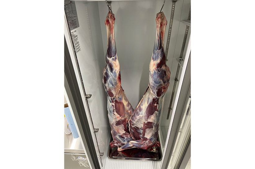 福岡県宗像市で捕れた山田商店のジビエ 生肉